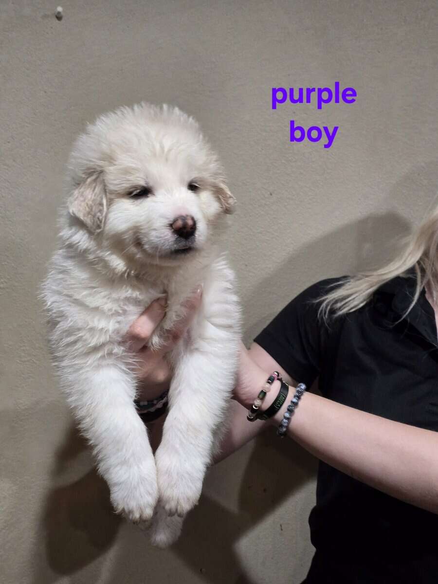 Great pyrenees puppies ready 3/23/26 image 5