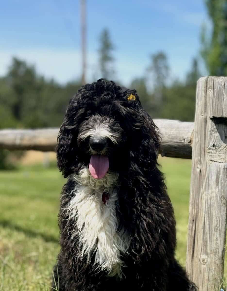 Aussiedoodle puppies image 1