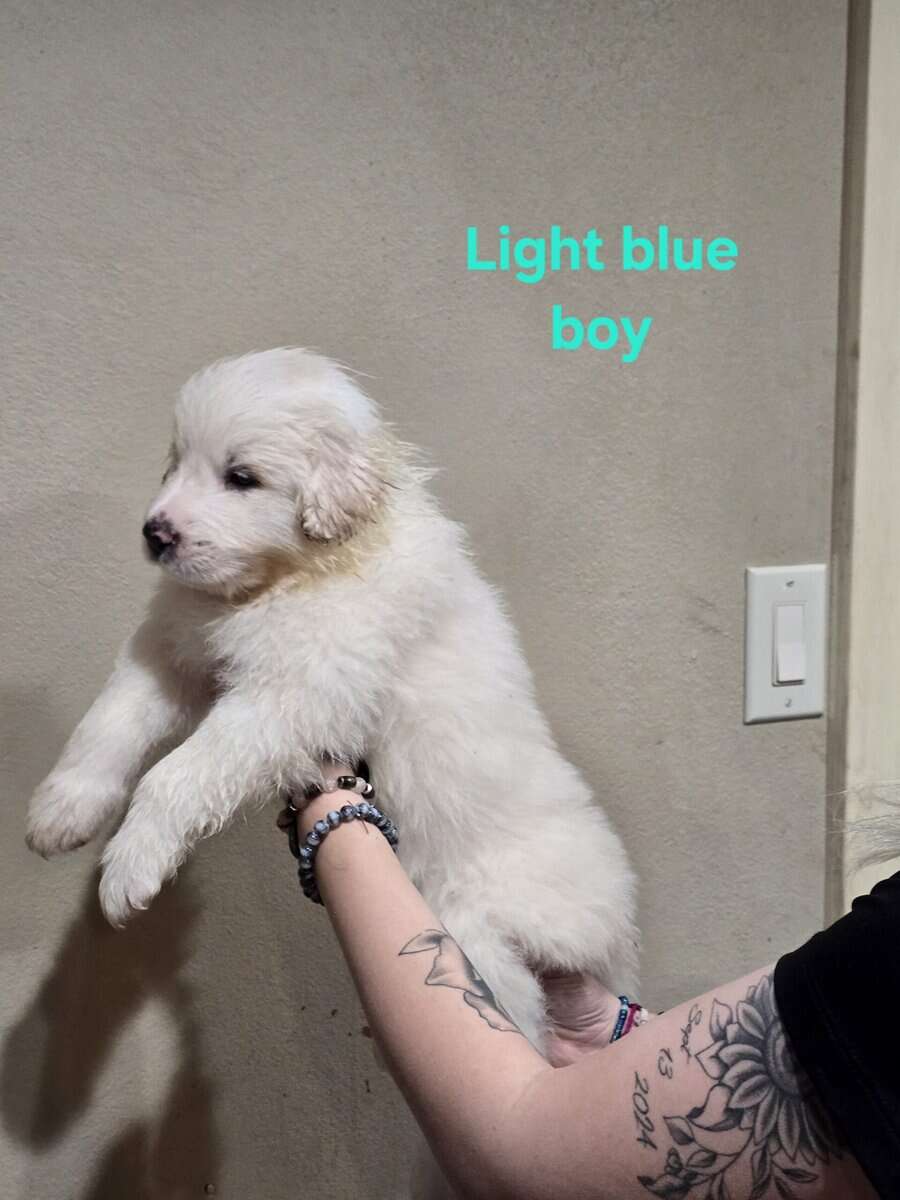 Great pyrenees puppies ready 3/23/26 image 12