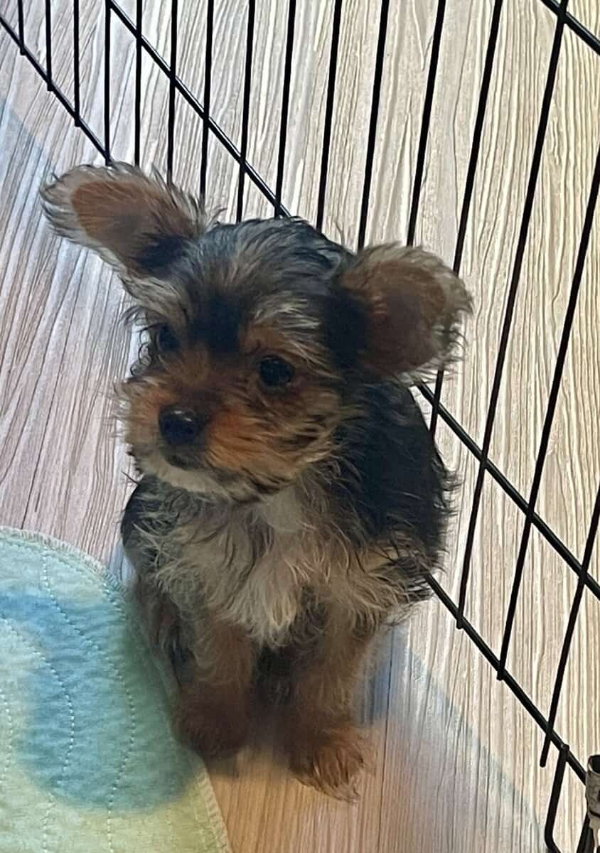 PUREBRED TEACUP YORKSHIRE TERRIER image 4