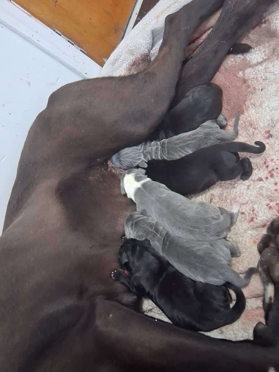 Beautiful great dane puppies image 1