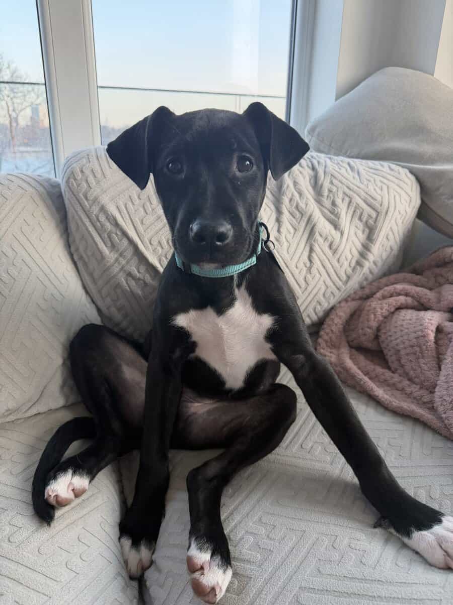 Adoptable Licorice Needs A Home image 10