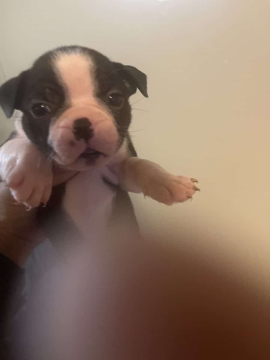 Boston terrier puppies image 17