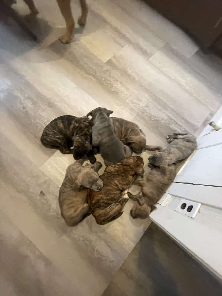 Cane corso mix puppies image 1