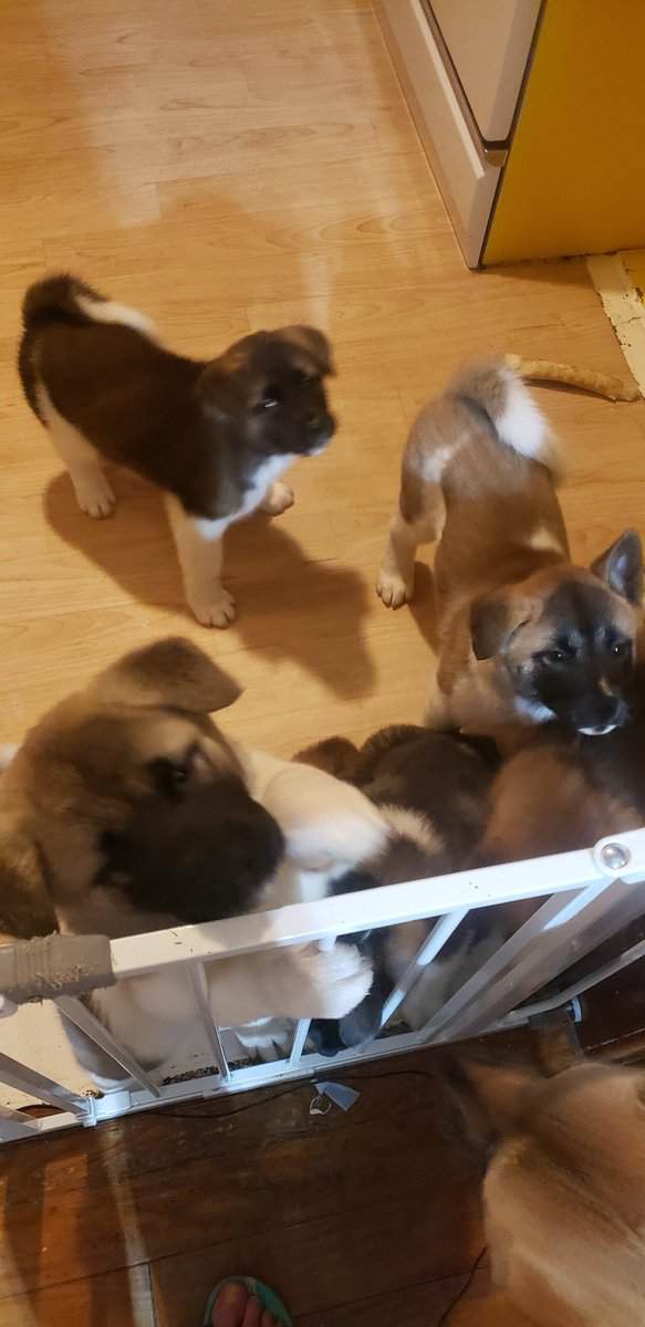 Akc American Akitas image 3