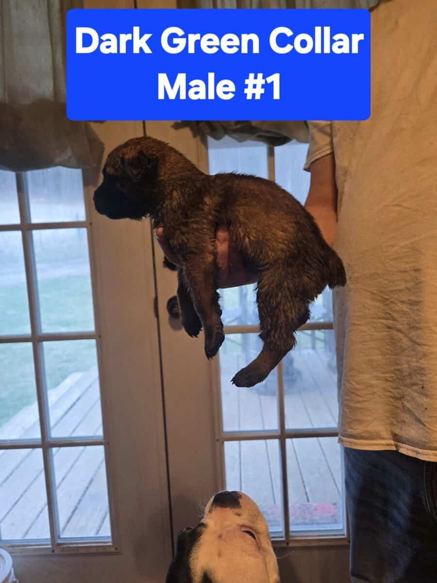 Belgian Malinois/Cane Corso Puppies image 3