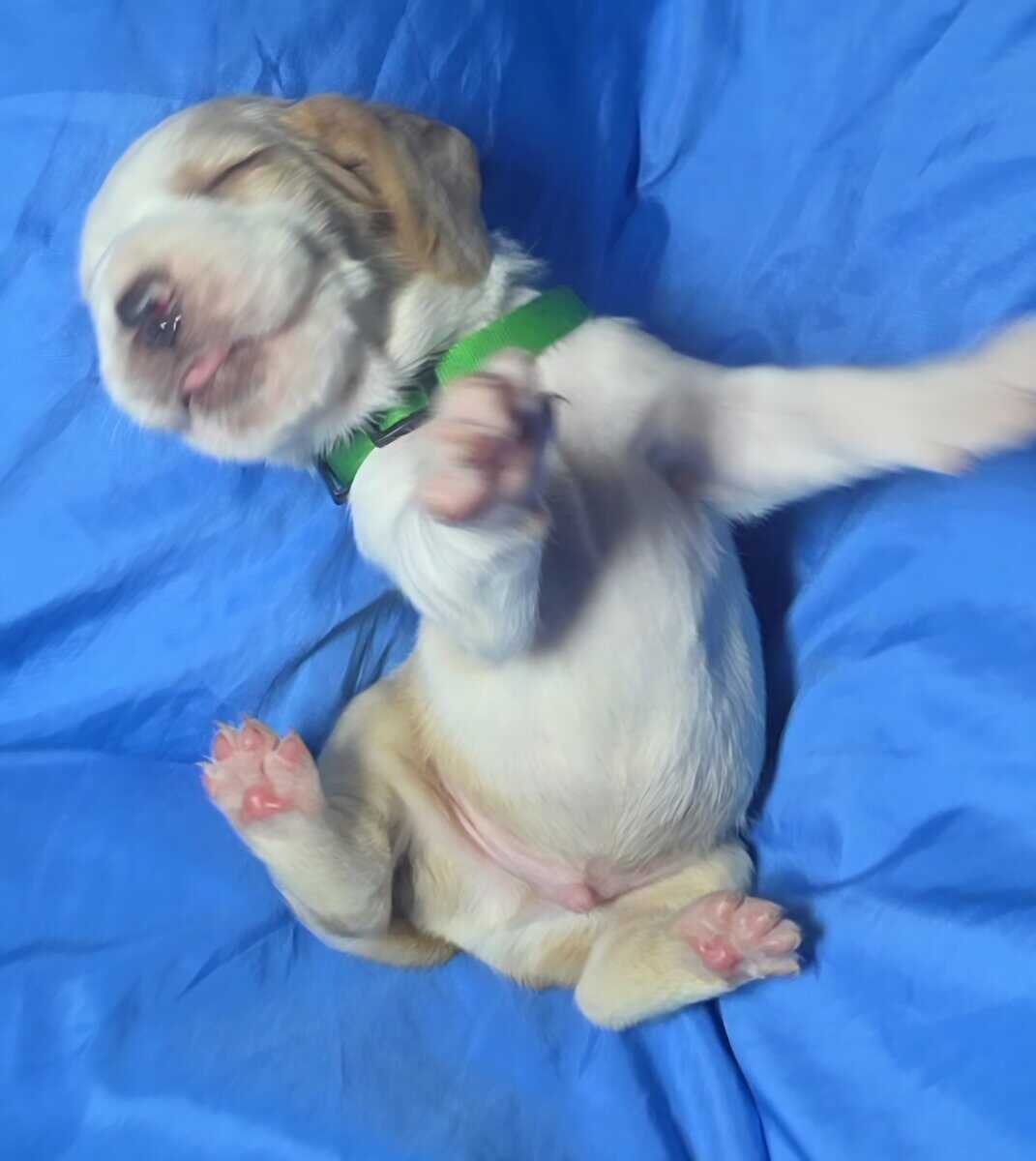 Stiles- male baby basset hound image 5