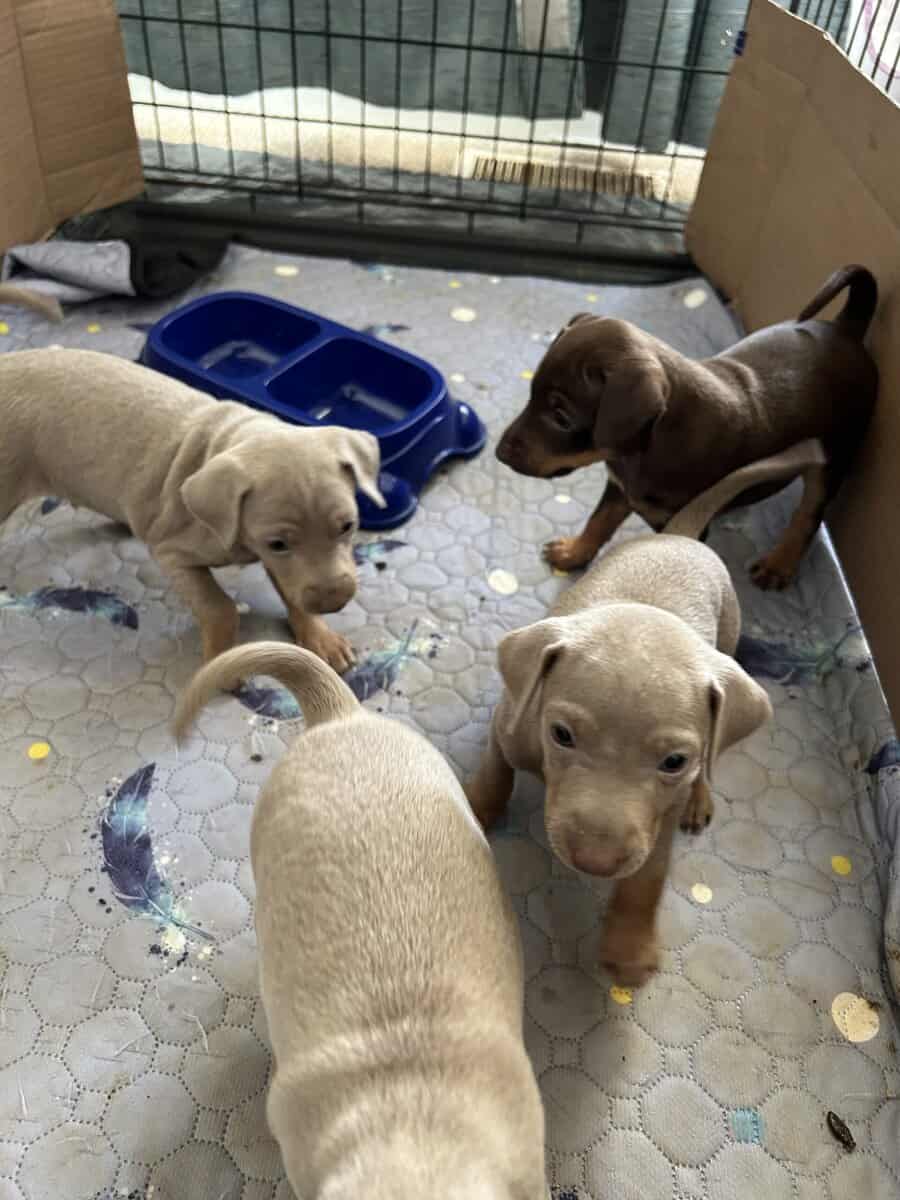Min Pin puppies image 1