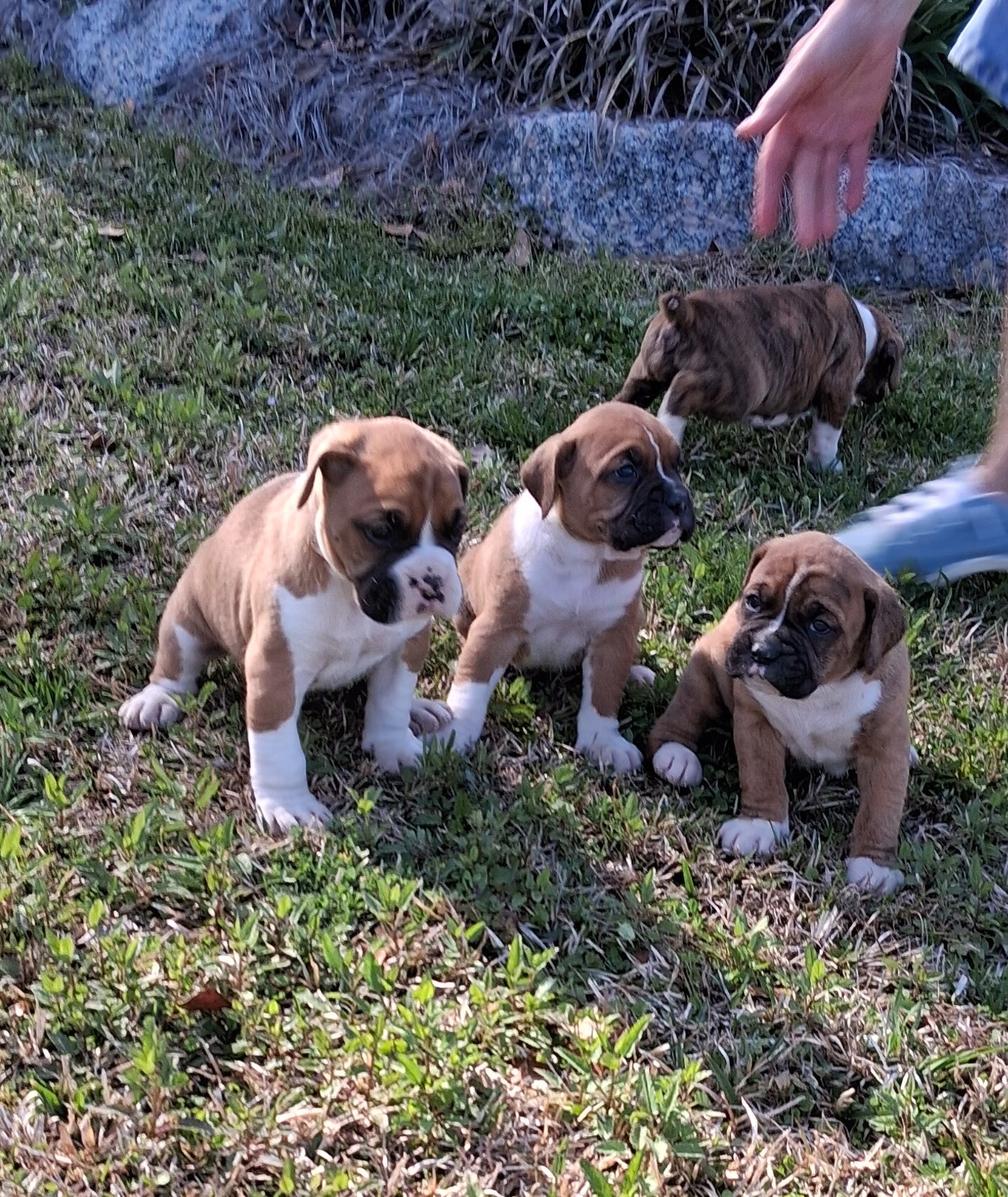 3 male Boxers image 1