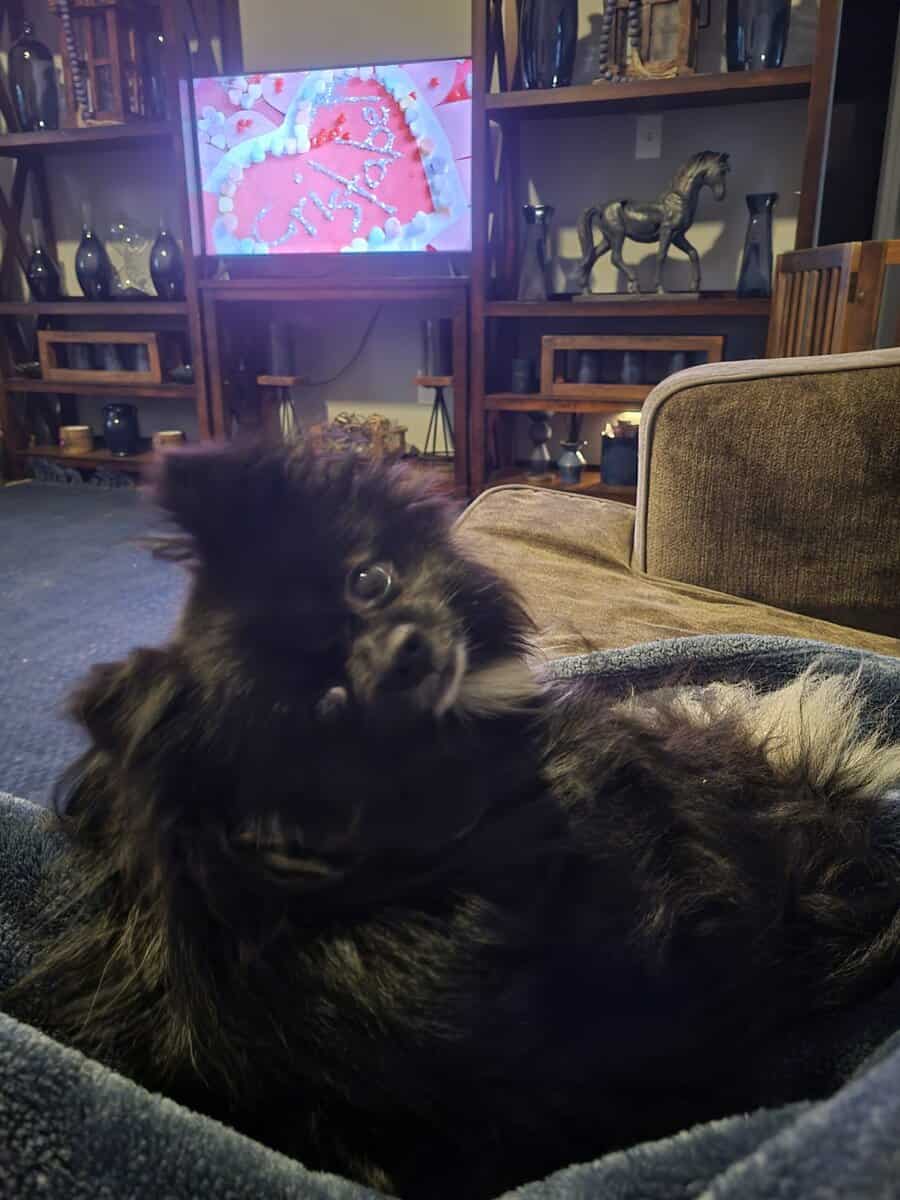 Pomeranian image 3