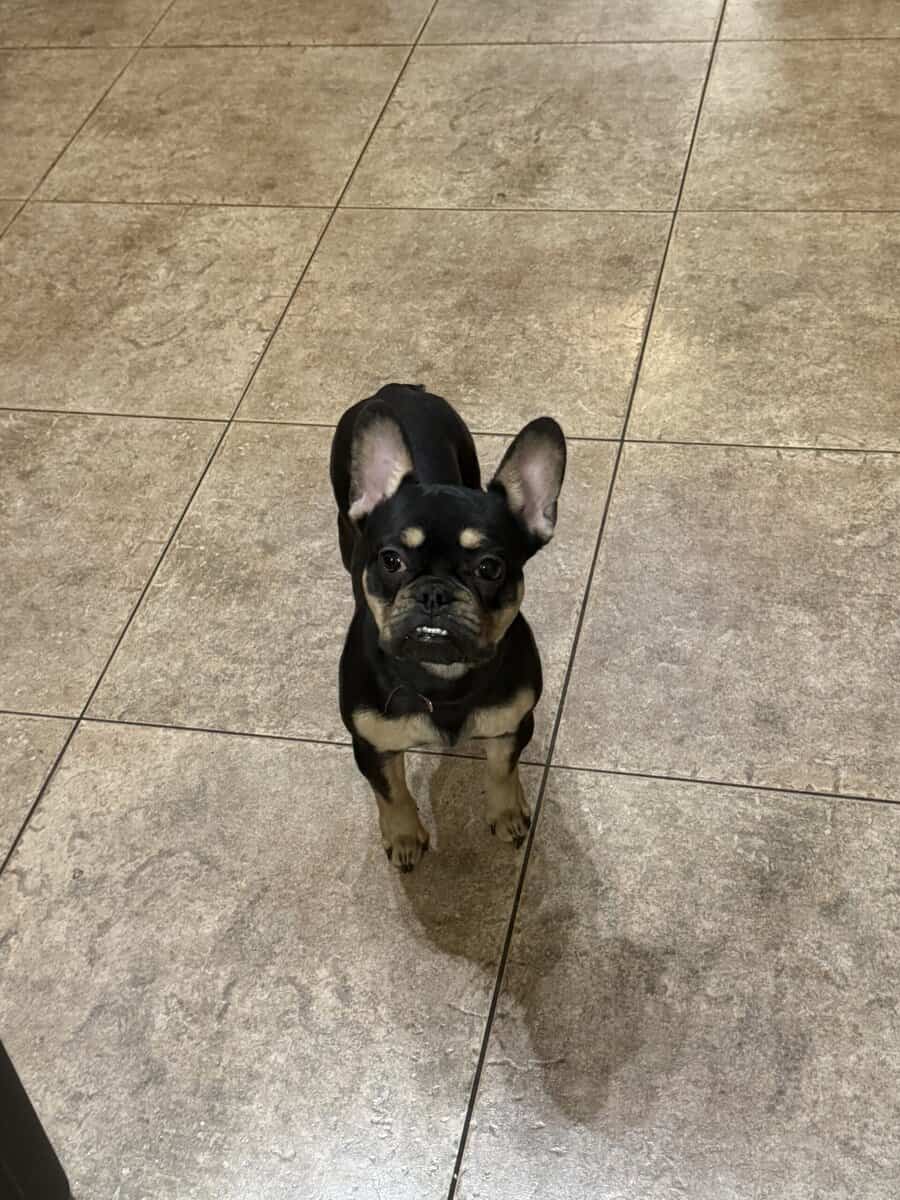 French Bulldog image 1