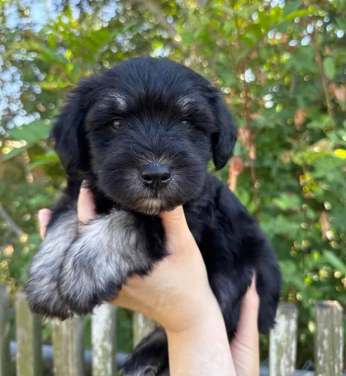 7 week old mini Schnauzers for Sale image 1