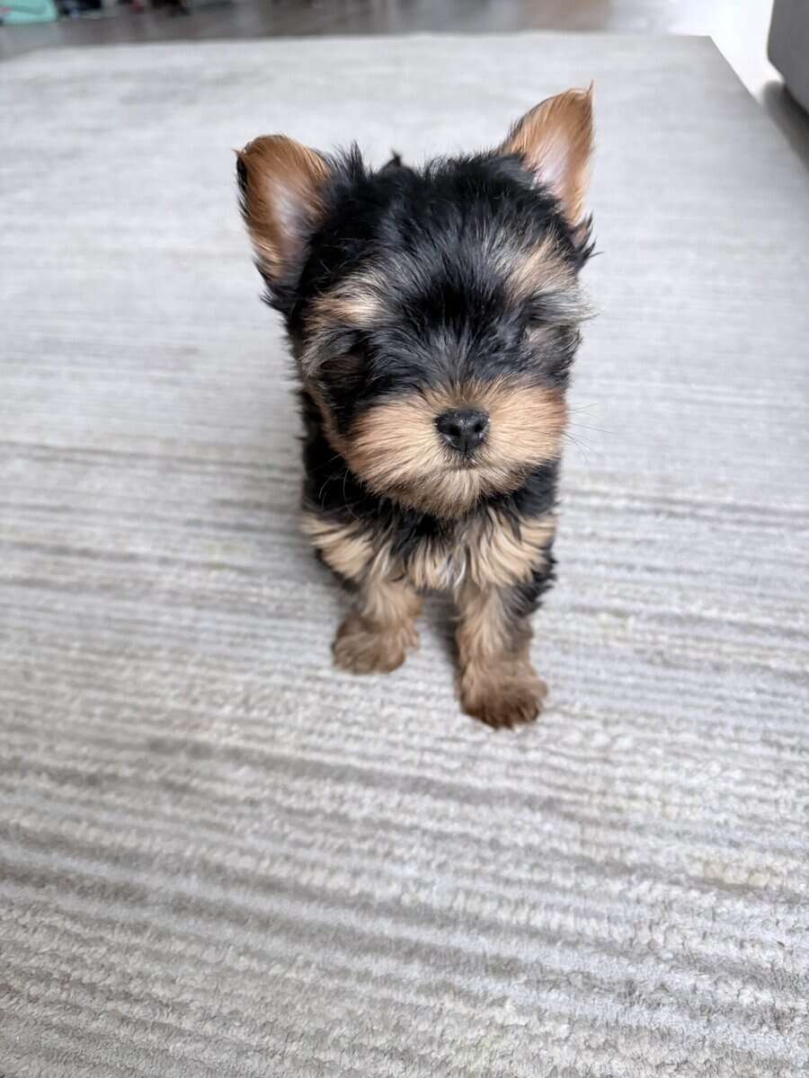 Yorkshire terrier male puppy image 1