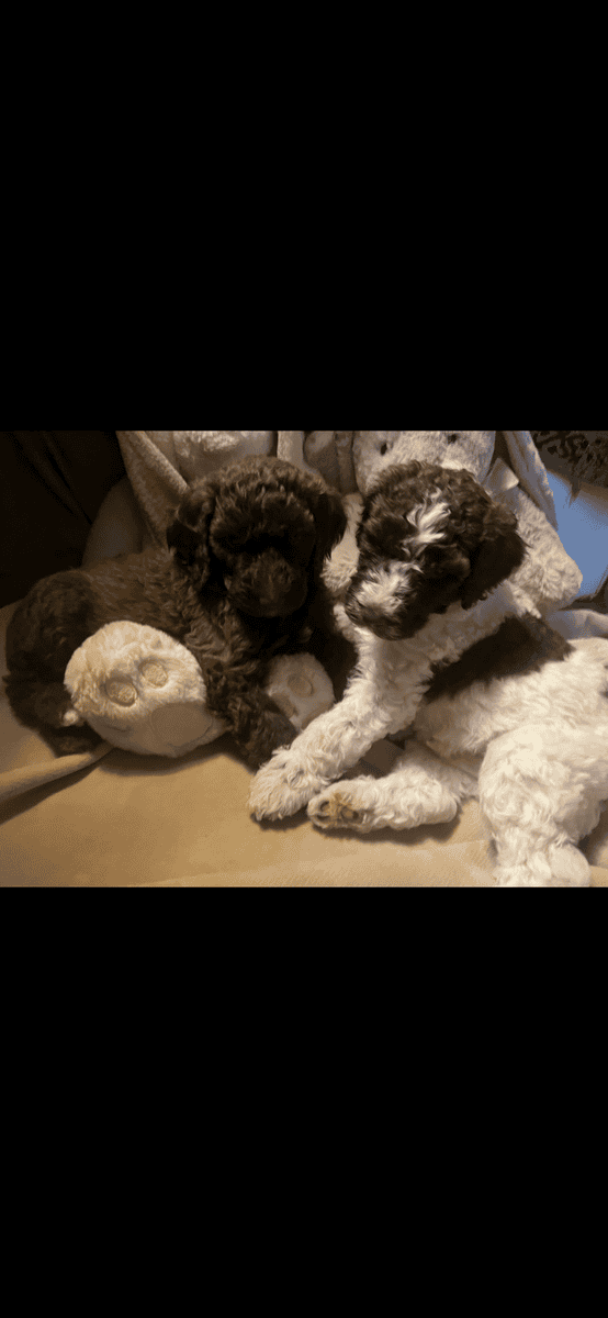 Poodle Puppies image 2