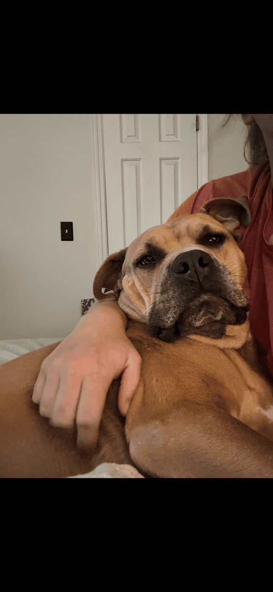 Dog for Rehome image 2