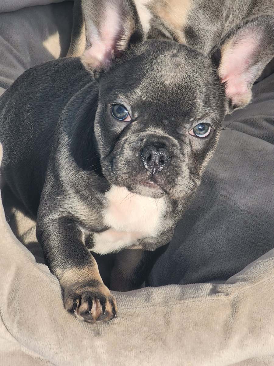 2 Female AKC French Bulldogs image 6