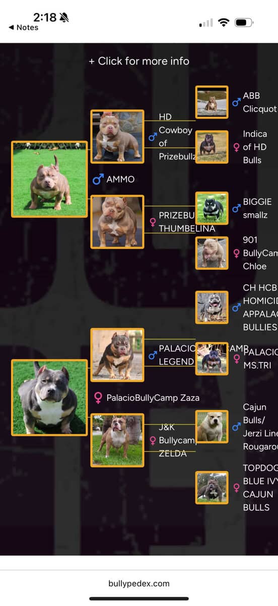 11 week old male bully image 4
