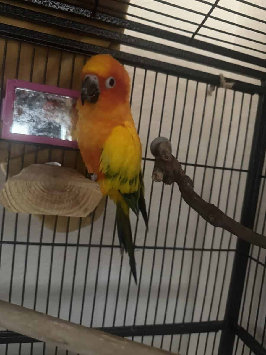 Sun Conure 1 year image 2