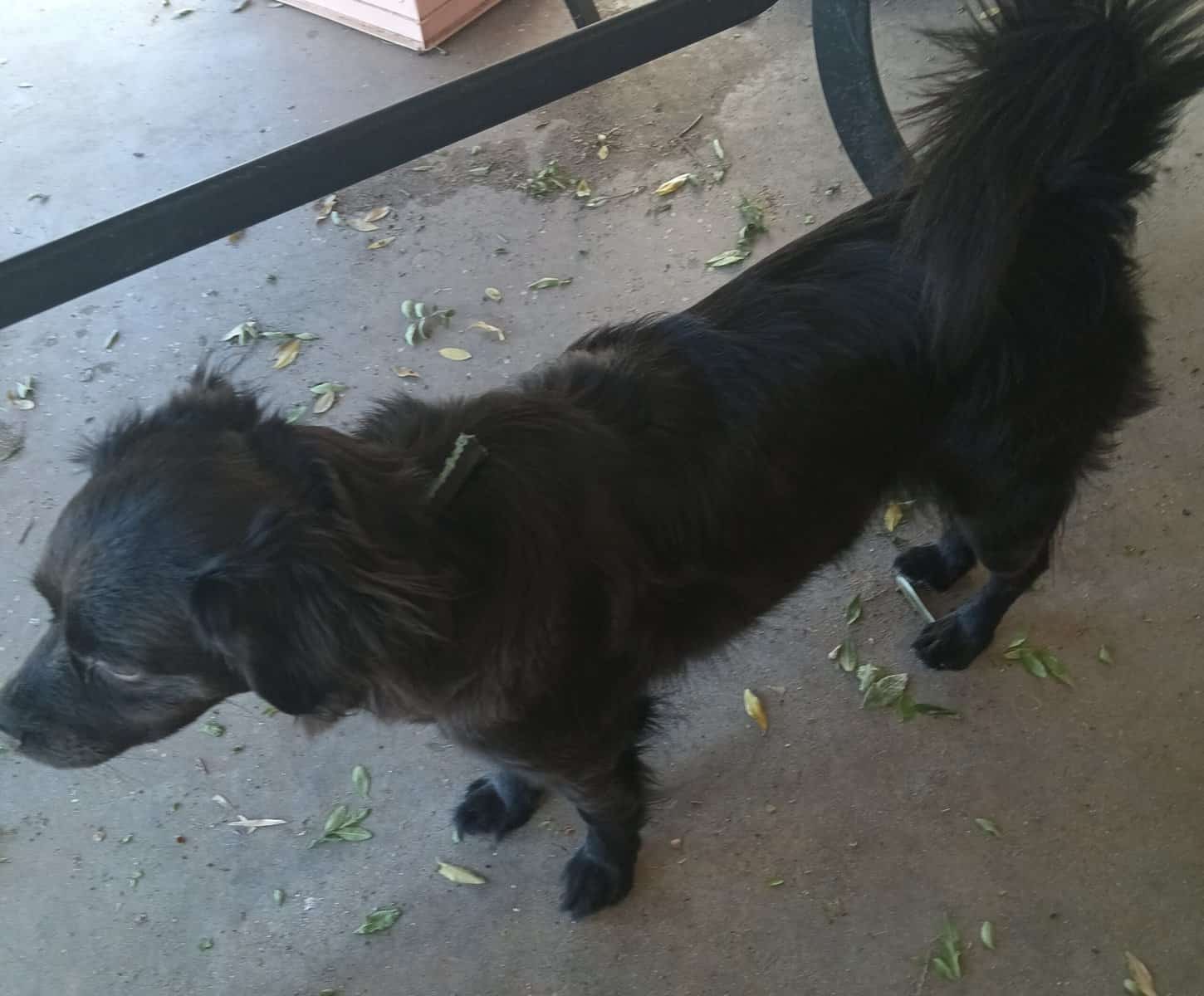 Rowena Urgently Needs To Be Rehomed image 2