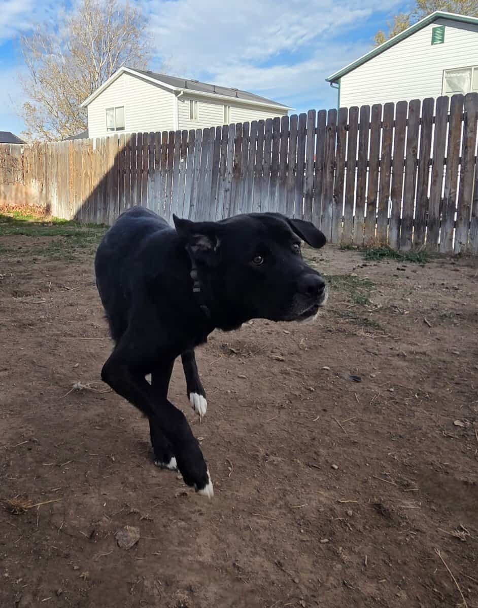 "Buck" 2 yr Old Labrador/Saint Bernard image 3