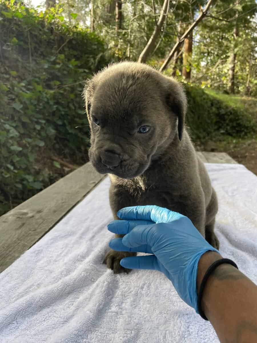 Cane Corso Litter for Sale image 12