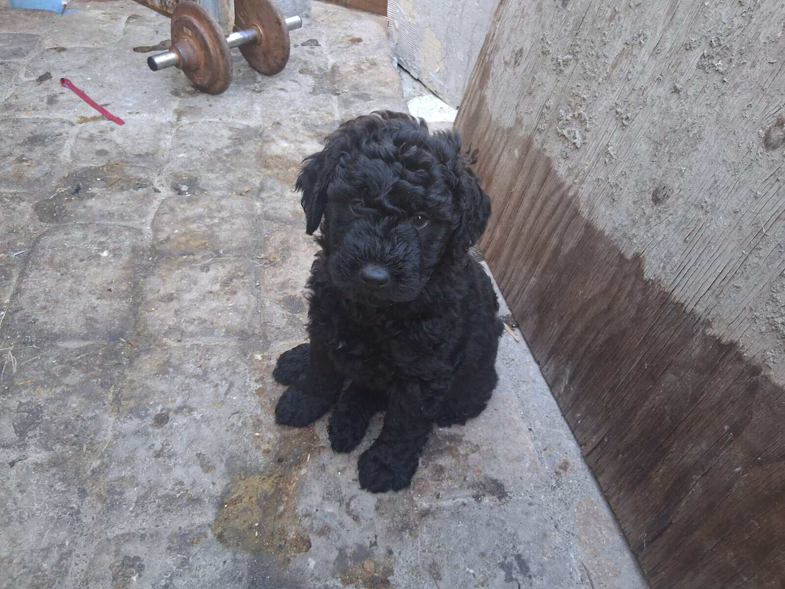 Beautiful female Mini Schnoodle puppy born in 3 Ja image 4