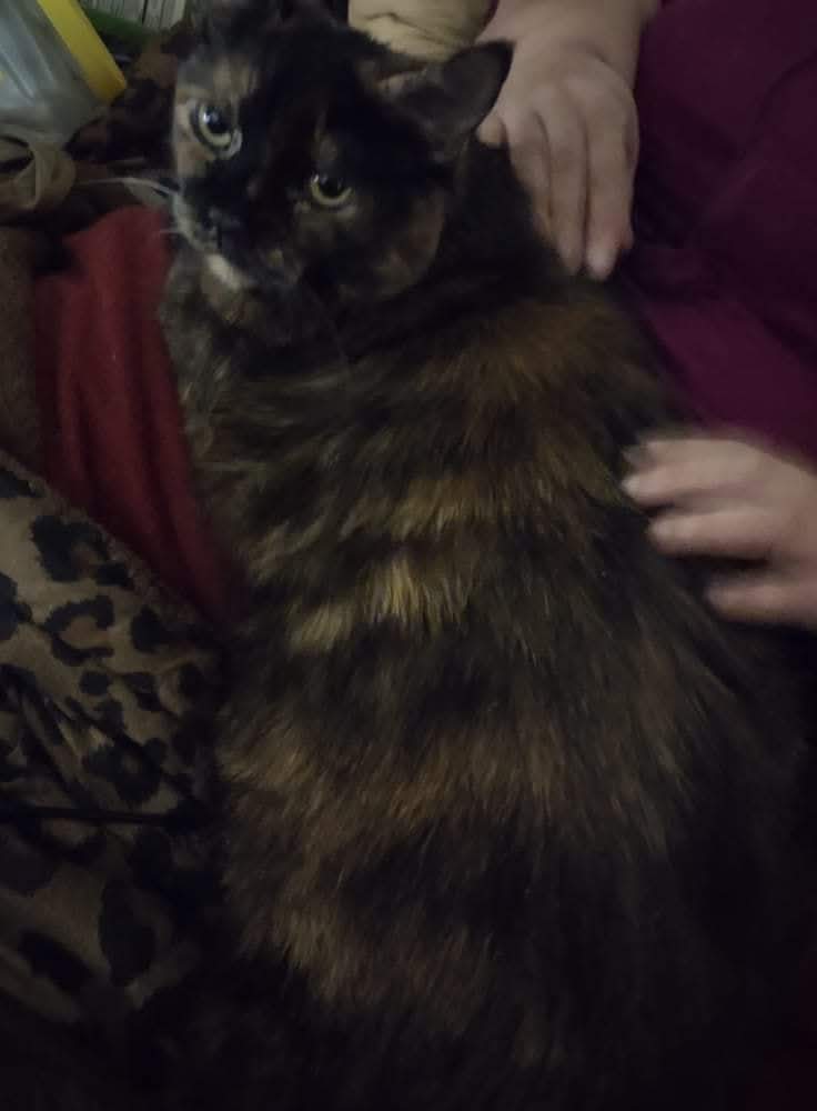3 Bonded Boys , 1 Girl separate adoption image 4