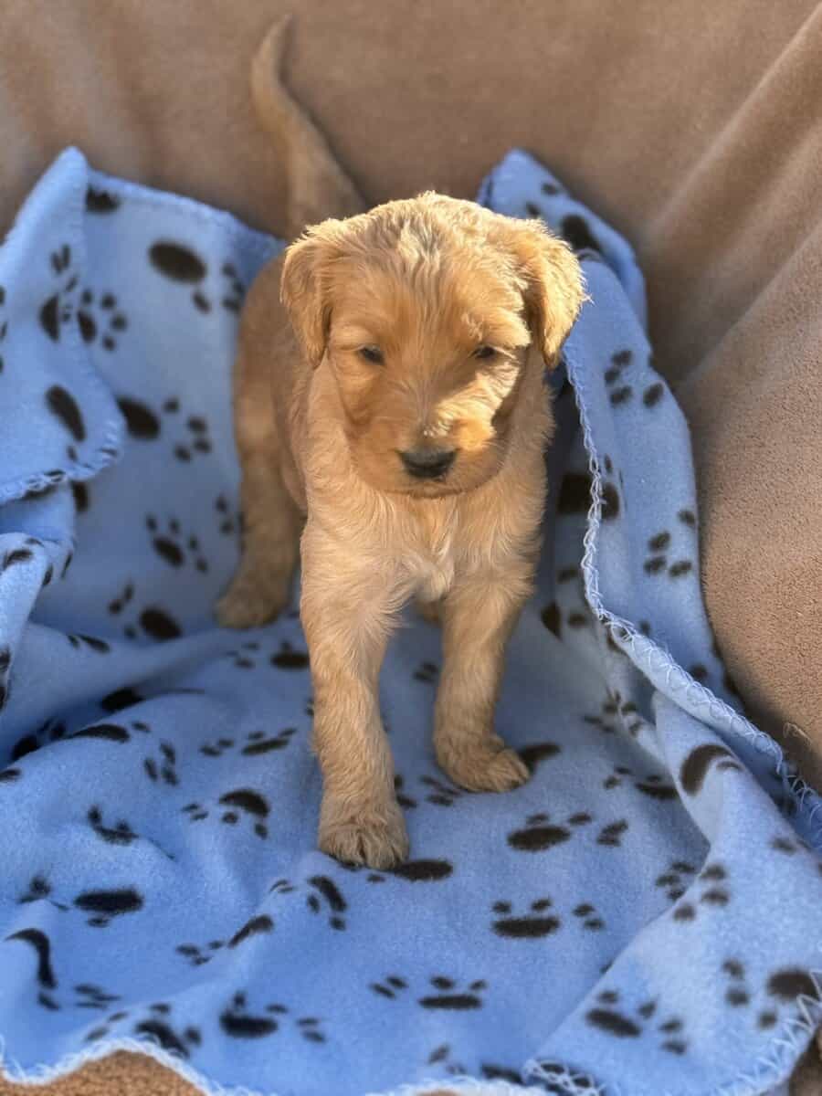 Goldendoodle image 2