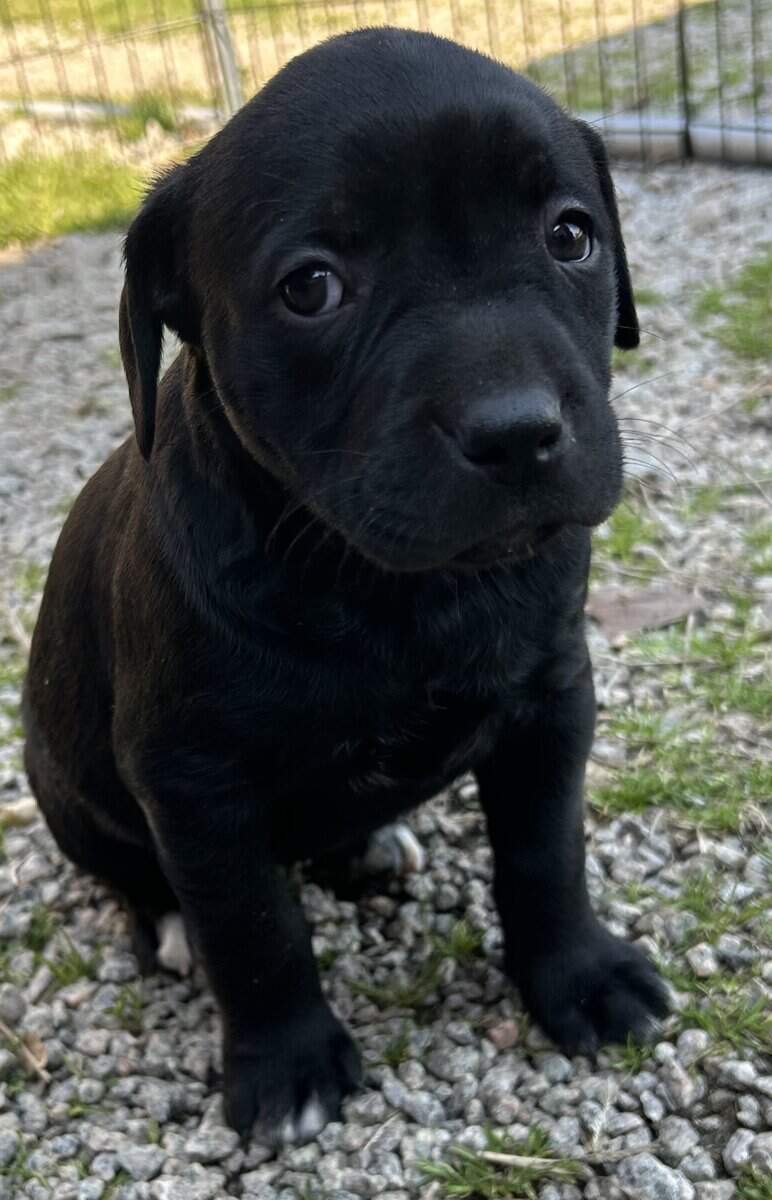 Puppies image 1