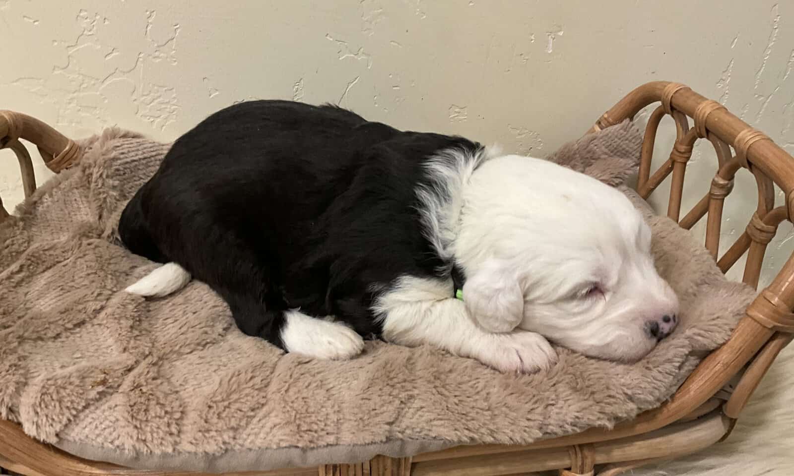 Old English Sheepdog image 4