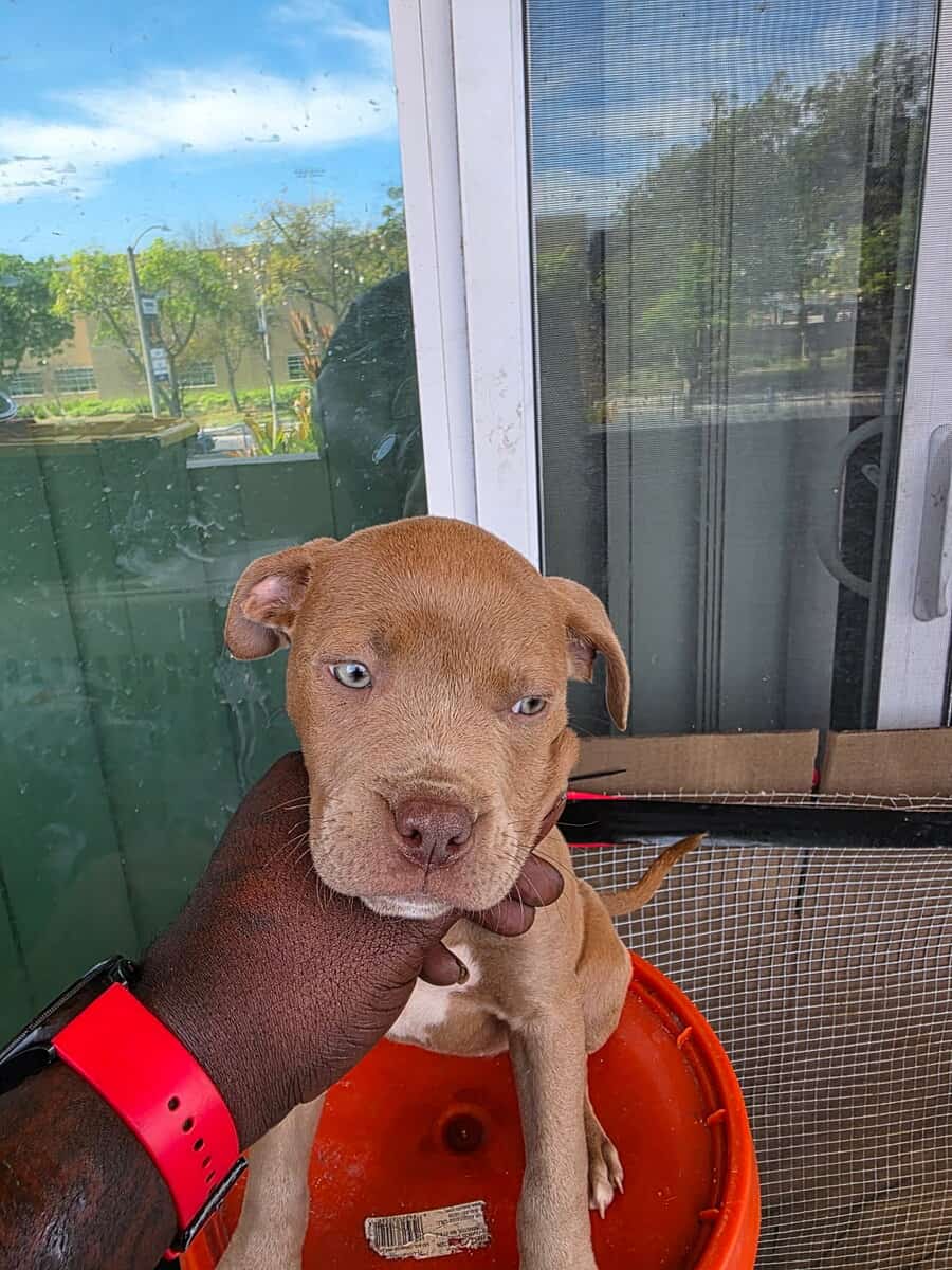 Rednose pitbull puppies image 2