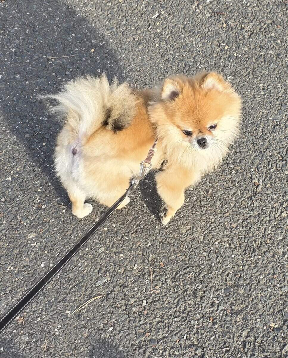 Rehoming my mini Pom image 1