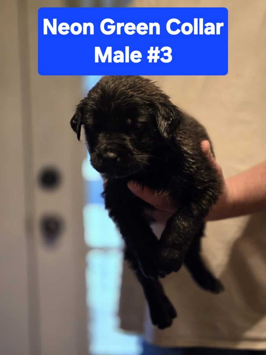 Belgian Malinois/Cane Corso Puppies image 6