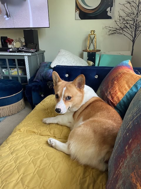 Corgi - Sammi image 1