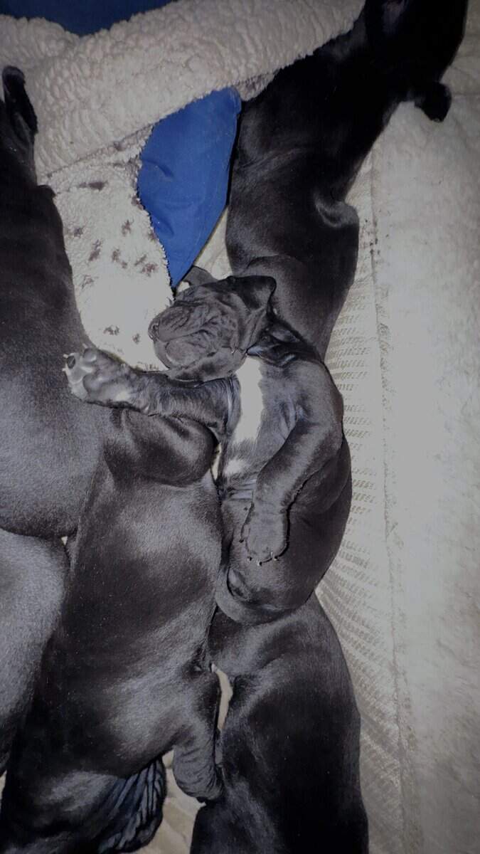 Purebred Cane Corso xGerman Shorthair Pointer (VA) image 21