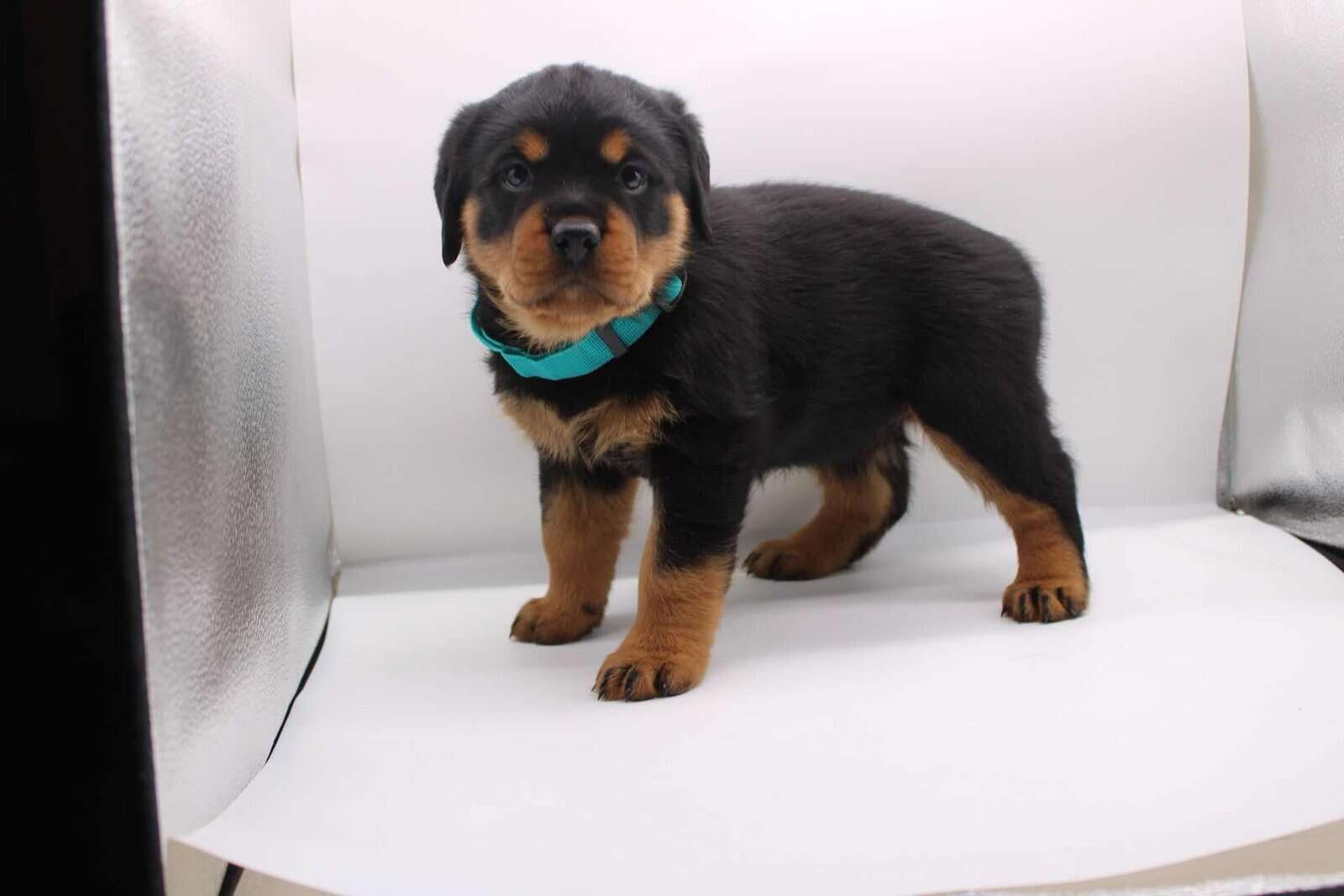 German Rottweiler image 1