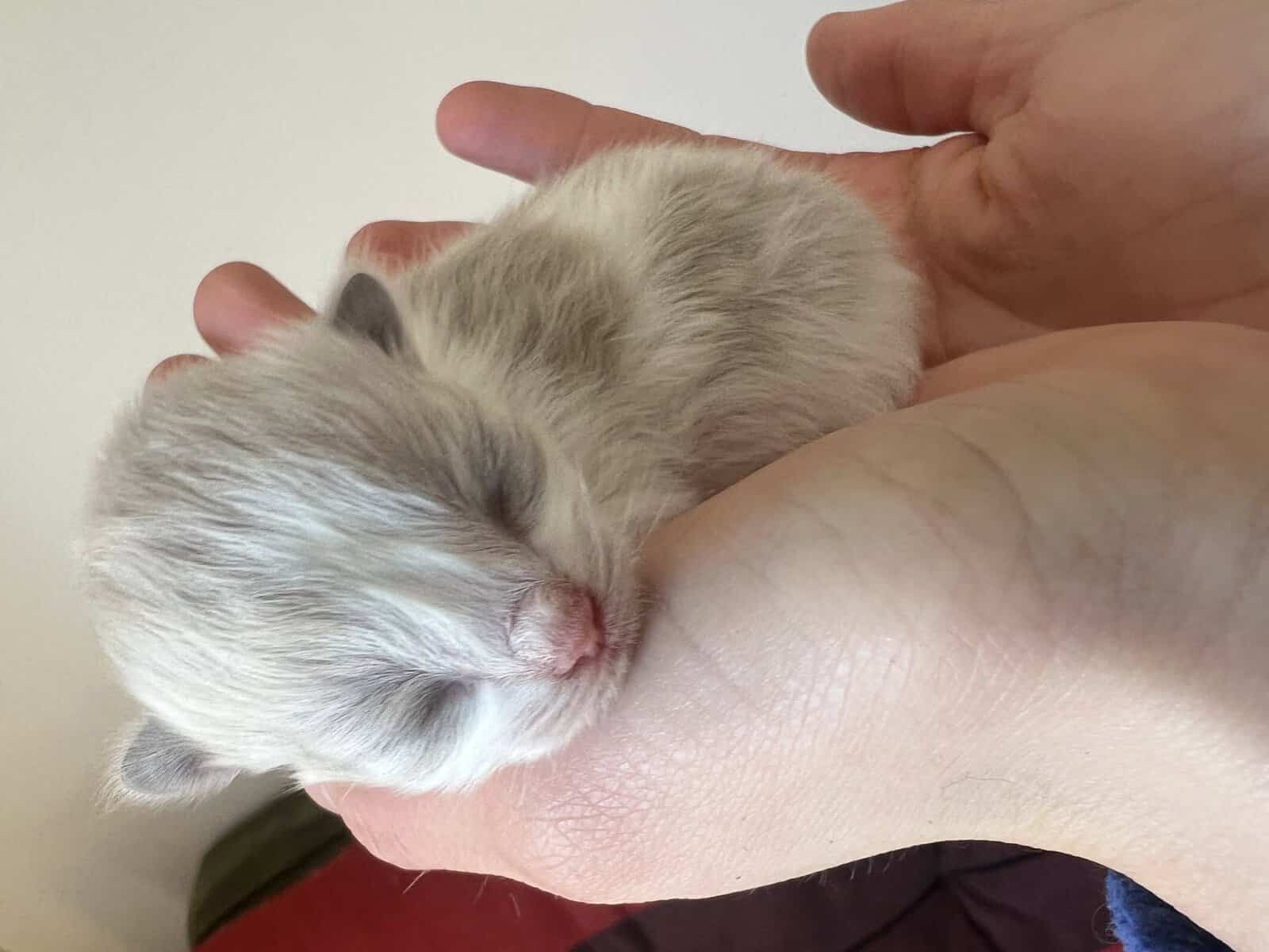 Ragdoll Kittens image 2