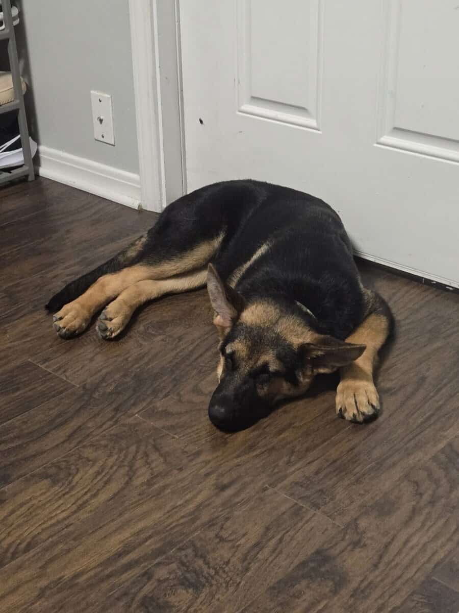 German Shepherd For Adoption image 4