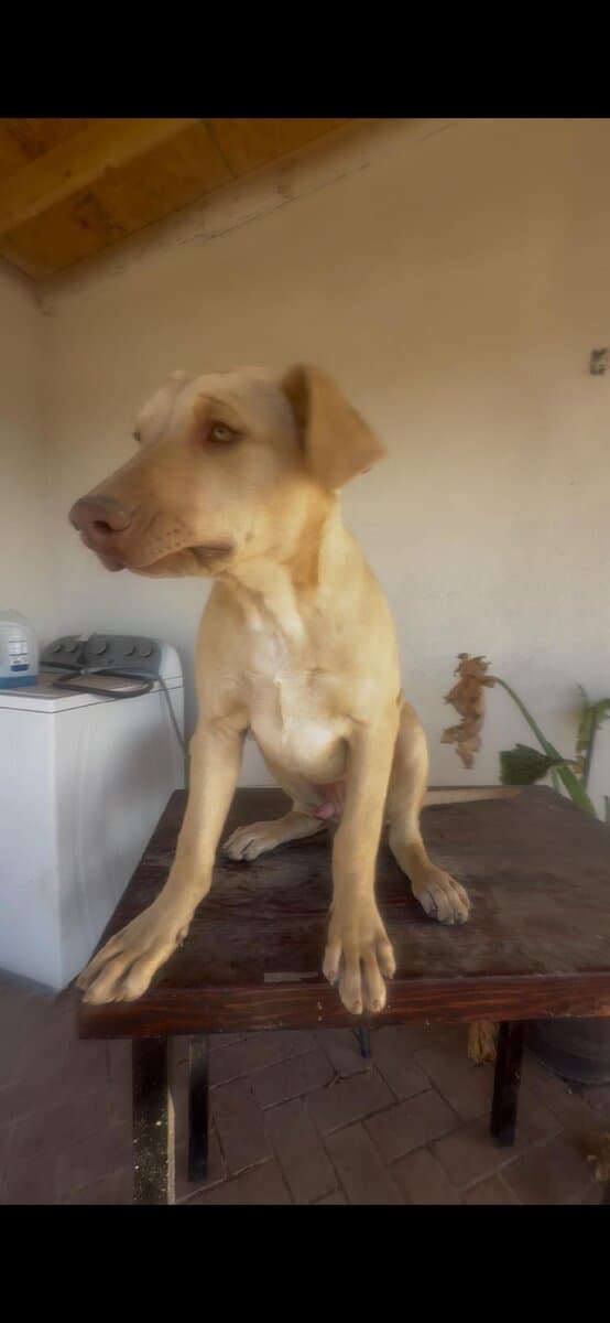 Puppy 2 image 2