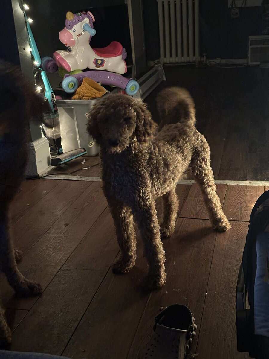 Standard poodle puppy image 1