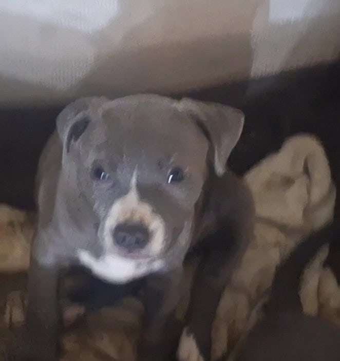 🐾 Gorgeous Blue Nose Puppies! image 3