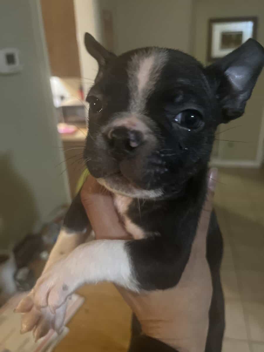 8 week old Boston terriers image 1
