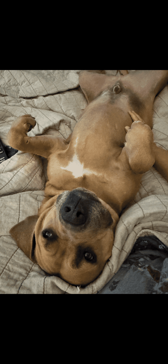 Dog for Rehome image 3