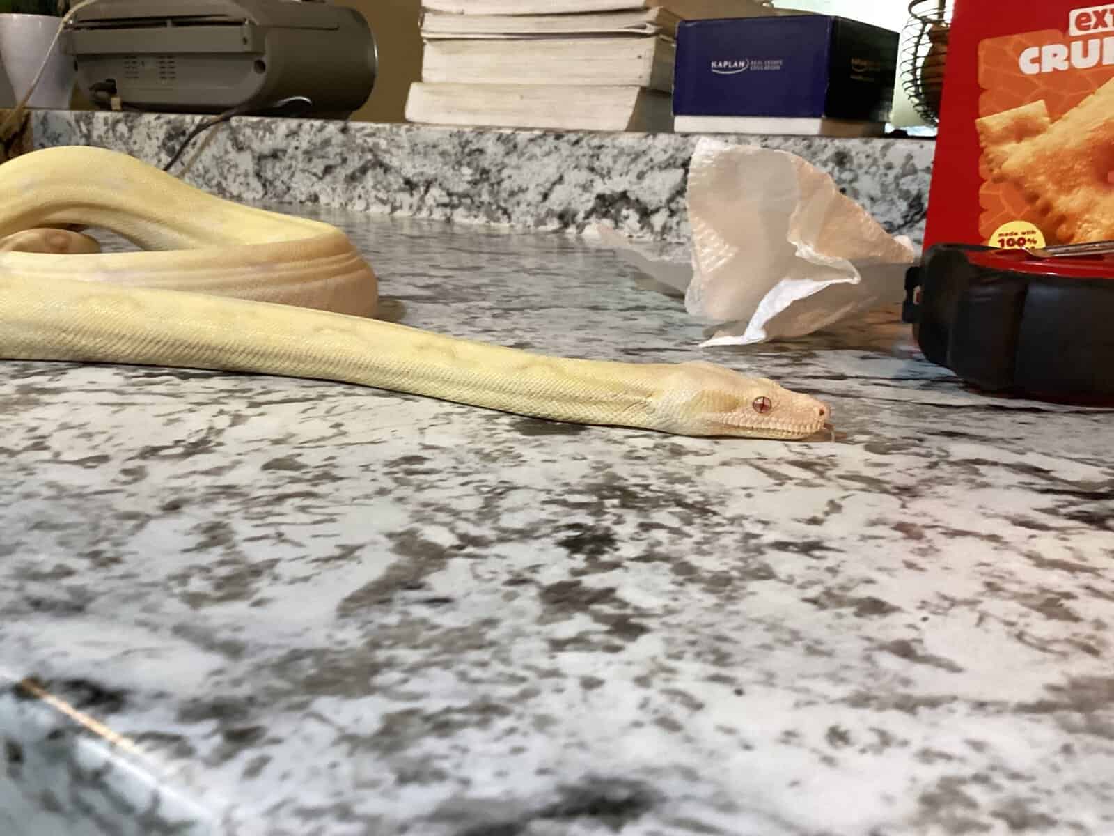 Albino Boa Constrictor image 2