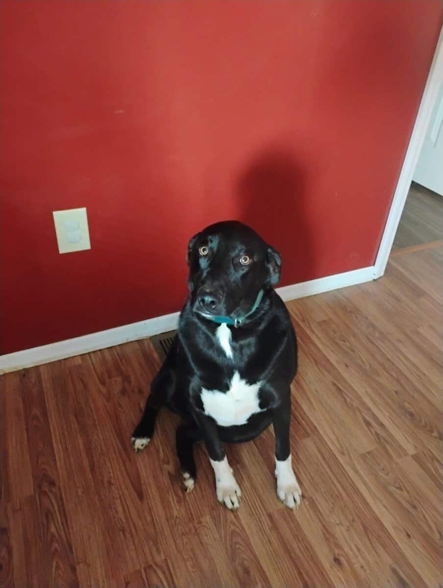 Loving friendly dog image 1