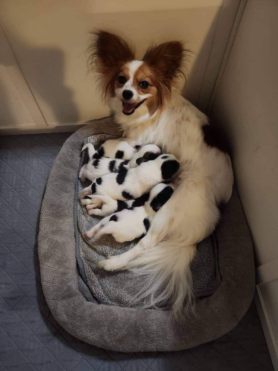 BayBell + Pepe Liter of 2 females/3 males image 5