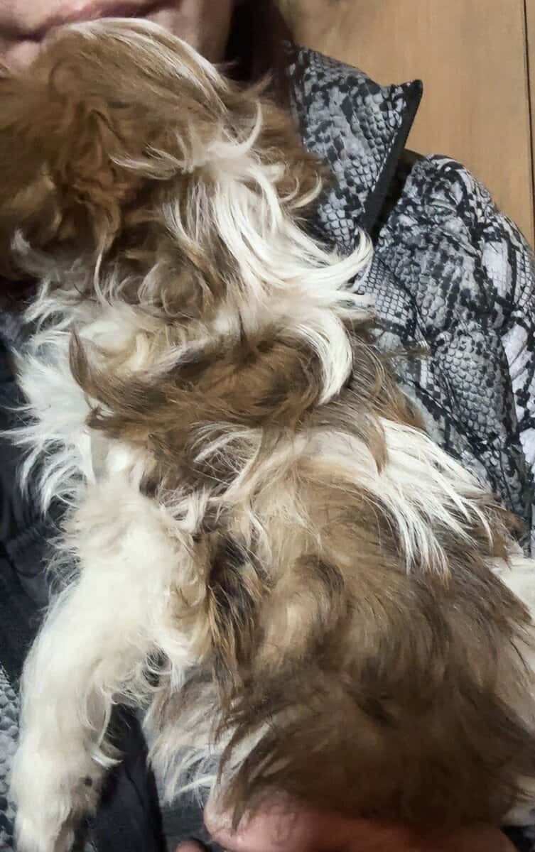 Morkie image 2