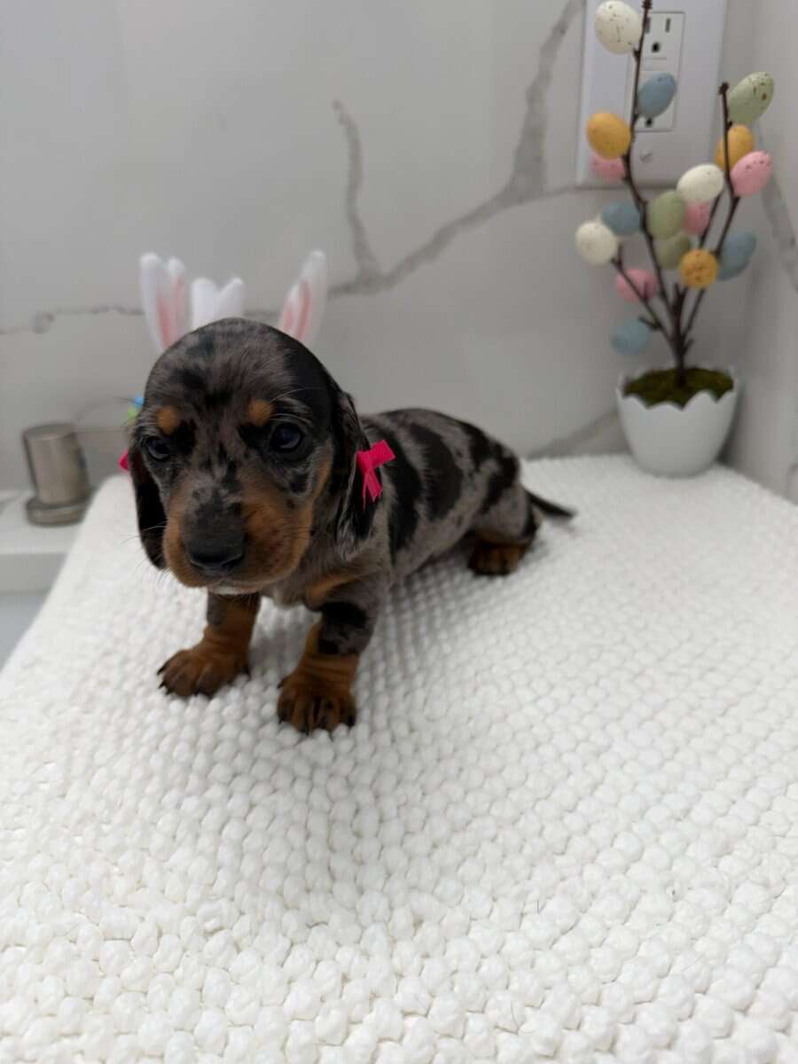 Dachshund image 5