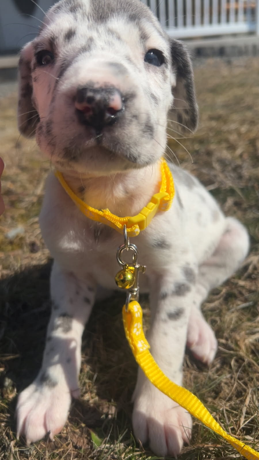 Great Dane Puppies image 5