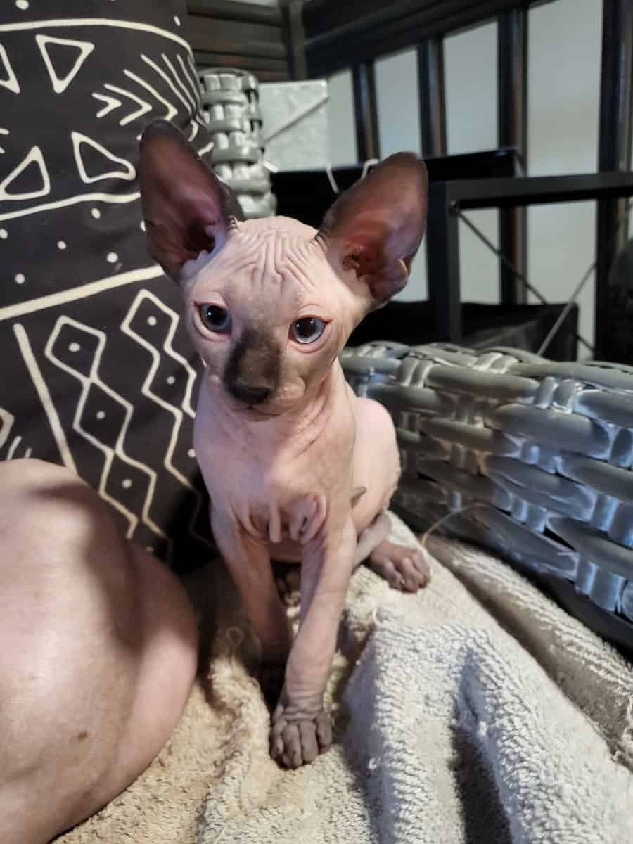 Sphynx kitten image 1